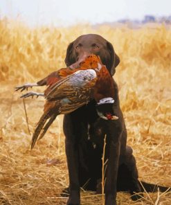Pheasant Hunting Dog Paint By Numbers