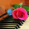 Pink Rose On A Piano Paint By Numbers