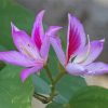 Purple Bauhinia Variegata Flowers Paint By Numbers