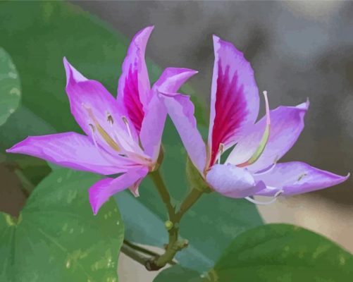 Purple Bauhinia Variegata Flowers Paint By Numbers