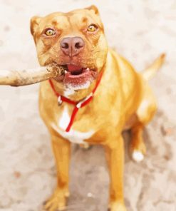 Red Nose Pitbull Paint By Numbers