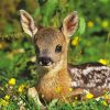 Roe Deer Animal Paint By Numbers