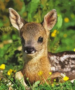 Roe Deer Animal Paint By Numbers