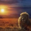Safari Lion Sunset Paint By Numbers