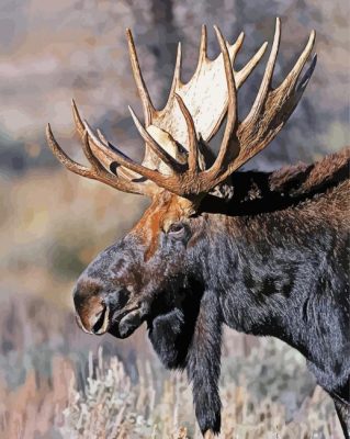 Teton Moose Head Paint By Numbers