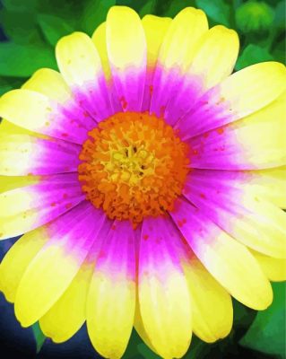 Tricolor Colorful Daisy Paint By Numbers