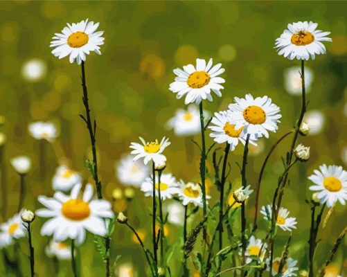 Field Of White Daisies Paint By Numbers