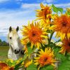 White Horse With Sunflowers Paint By Numbers