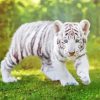 Baby White Tiger Animal Paint By Numbers