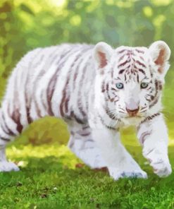 Baby White Tiger Animal Paint By Numbers