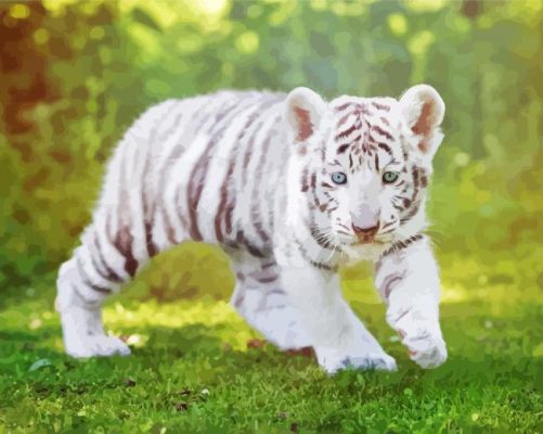 Baby White Tiger Animal Paint By Numbers