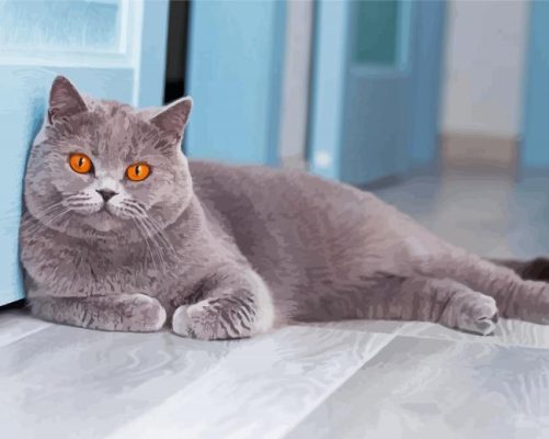 Aesthetic British Shorthair Cat Paint By Numbers