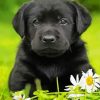 Aesthetic Labrador Retriever Paint By Numbers