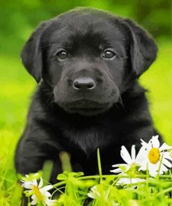 Aesthetic Labrador Retriever Paint By Numbers