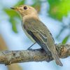 Asian Brown Flycatcher Paint By Numbers