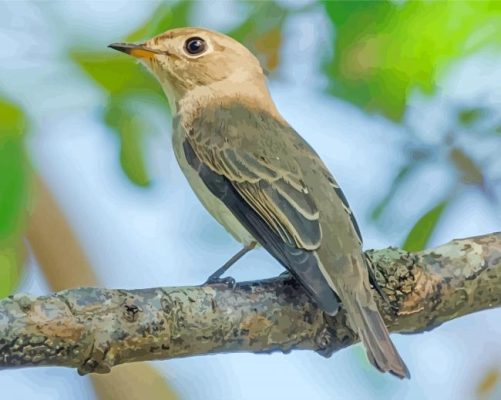 Asian Brown Flycatcher Paint By Numbers