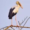 Asian Openbill Paint By Numbers