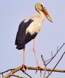 Asian Openbill Paint By Numbers