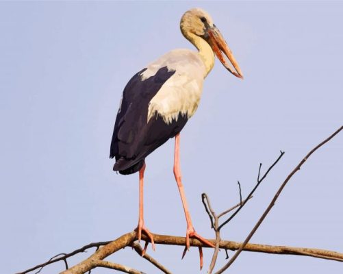 Asian Openbill Paint By Numbers