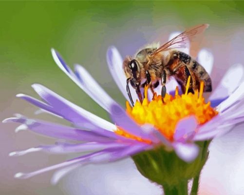 Bee On Purple Flower Paint By Numbers