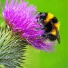 Bee Thistle Paint By Numbers