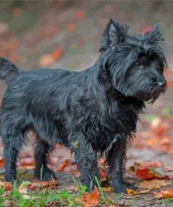 Black Cairn Terrier Dog Paint By Numbers