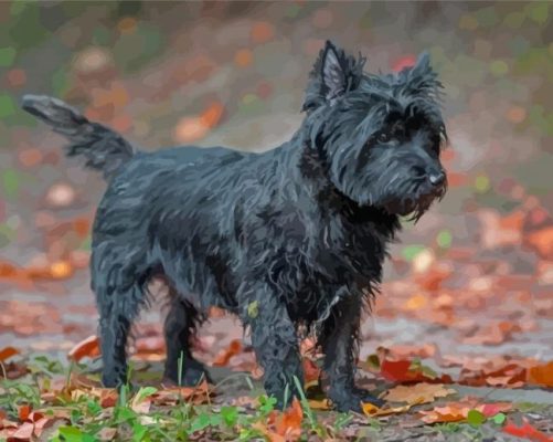 Black Cairn Terrier Dog Paint By Numbers