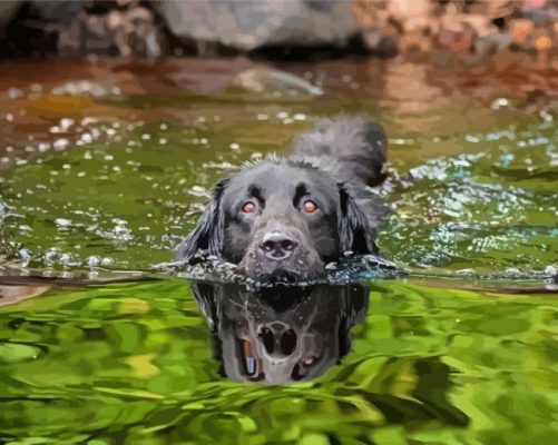 Black Dog Swimming Paint By Numbers