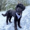 Black Goldendoodles In Snow Paint By Numbers