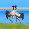 Black Necked Cranes Paint By Numbers