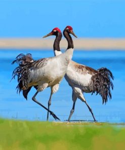 Black Necked Cranes Paint By Numbers