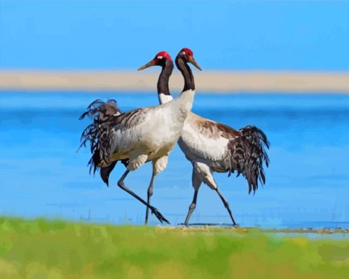 Black Necked Cranes Paint By Numbers