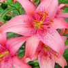 Blooming Pink Lily Paint By Numbers