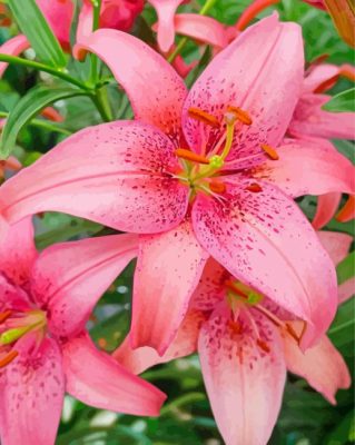 Blooming Pink Lily Paint By Numbers