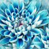 Blue Dahlia Flowers Paint By Numbers