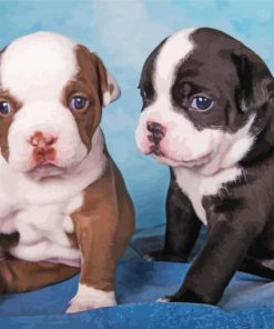 Blue Nose And Red Nose Pitbull Paint By Numbers