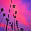 California Pink Sunset With Palm Tree Paint By Numbers