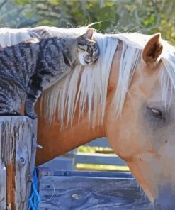 Cat And Horse Animals Paint By Numbers