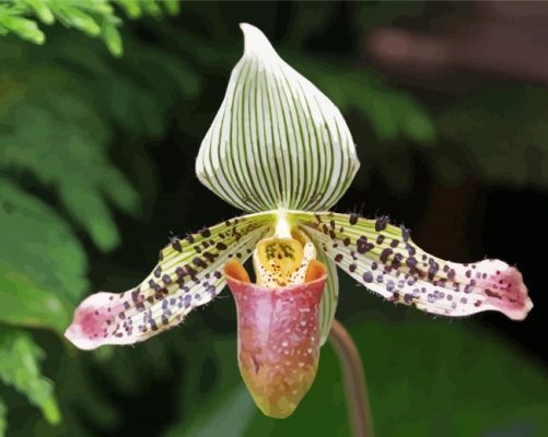 Close Up Lady Slipper Paint By Numbers