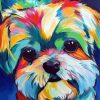 Colorful Shih Tzu Dog Paint By Numbers