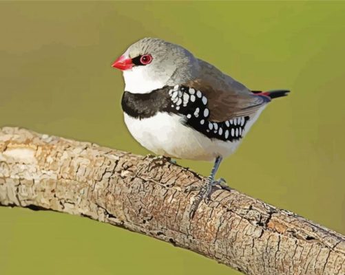 Diamond Firetail Bird Paint By Numbers