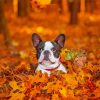 Dogs In Autumn Paint By Numbers