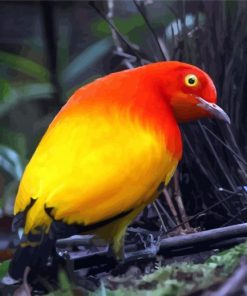 Flame Bowerbird Paint By Numbers