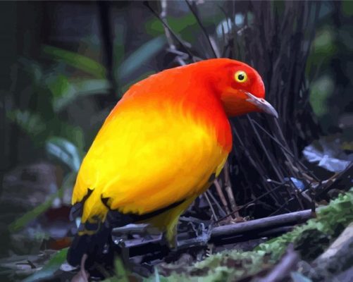 Flame Bowerbird Paint By Numbers