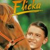 Flicka Movie Paint By Numbers