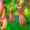 Floras In Pitchers Paint By Numbers