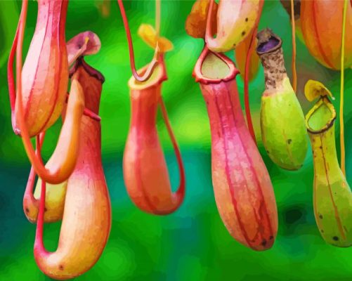 Floras In Pitchers Paint By Numbers