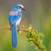 Florida Scrub Jay Portrait Paint By Numbers