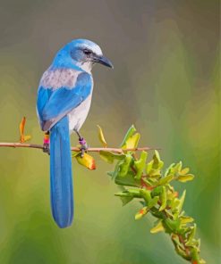Florida Scrub Jay Portrait Paint By Numbers
