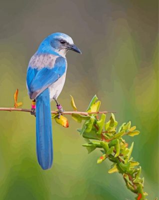 Florida Scrub Jay Portrait Paint By Numbers